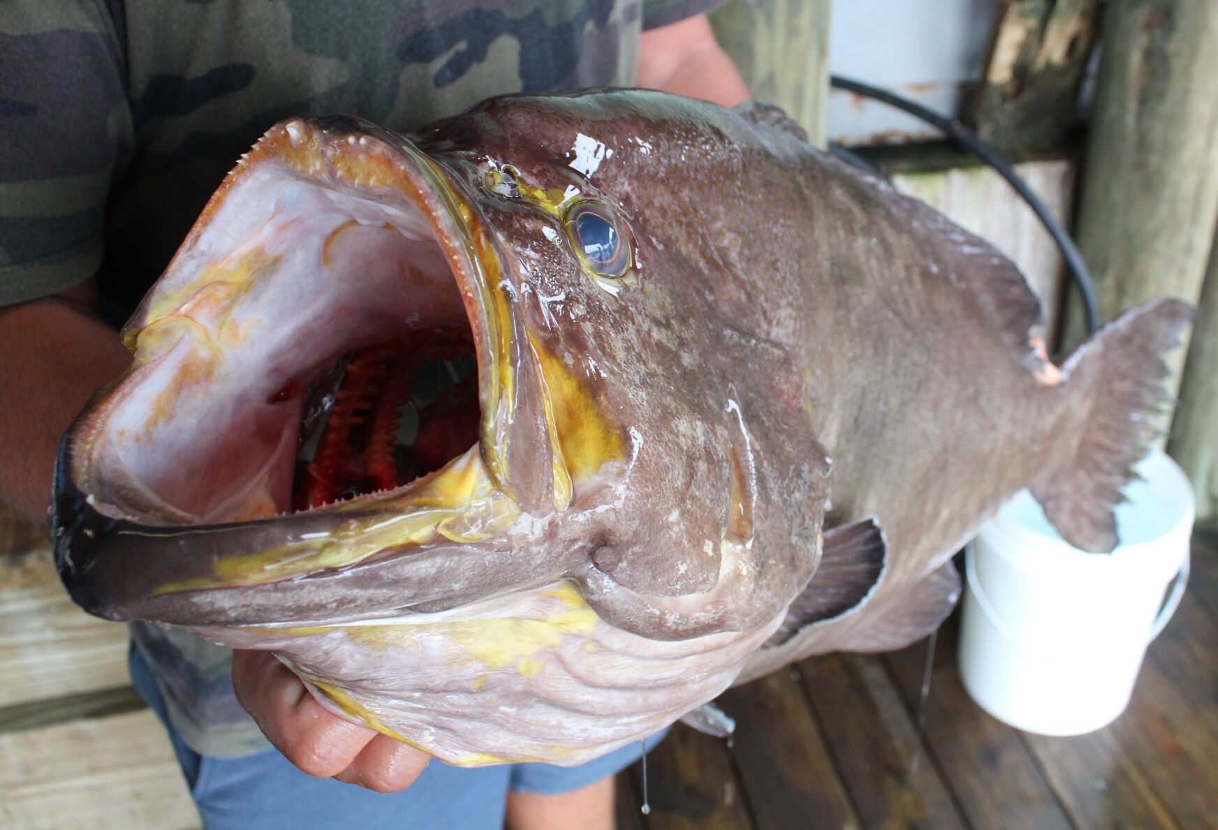 world record grouper B.JPG